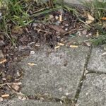 Introductie van de peukenpaal